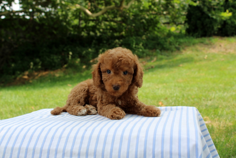 puppy, for, sale, Mini Goldendoodle F1B, Matthew B. Stoltzfus, dog, breeder, Gap, PA, dog-breeder, puppy-for-sale, forsale, nearby, find, puppyfind, locator, puppylocator, aca